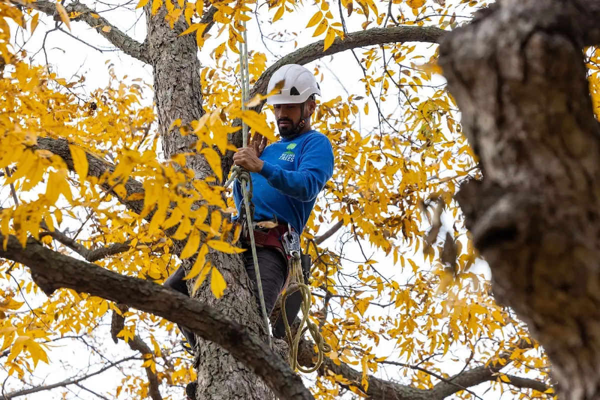 Skilled Tree Transplanting crew working in Gracey
